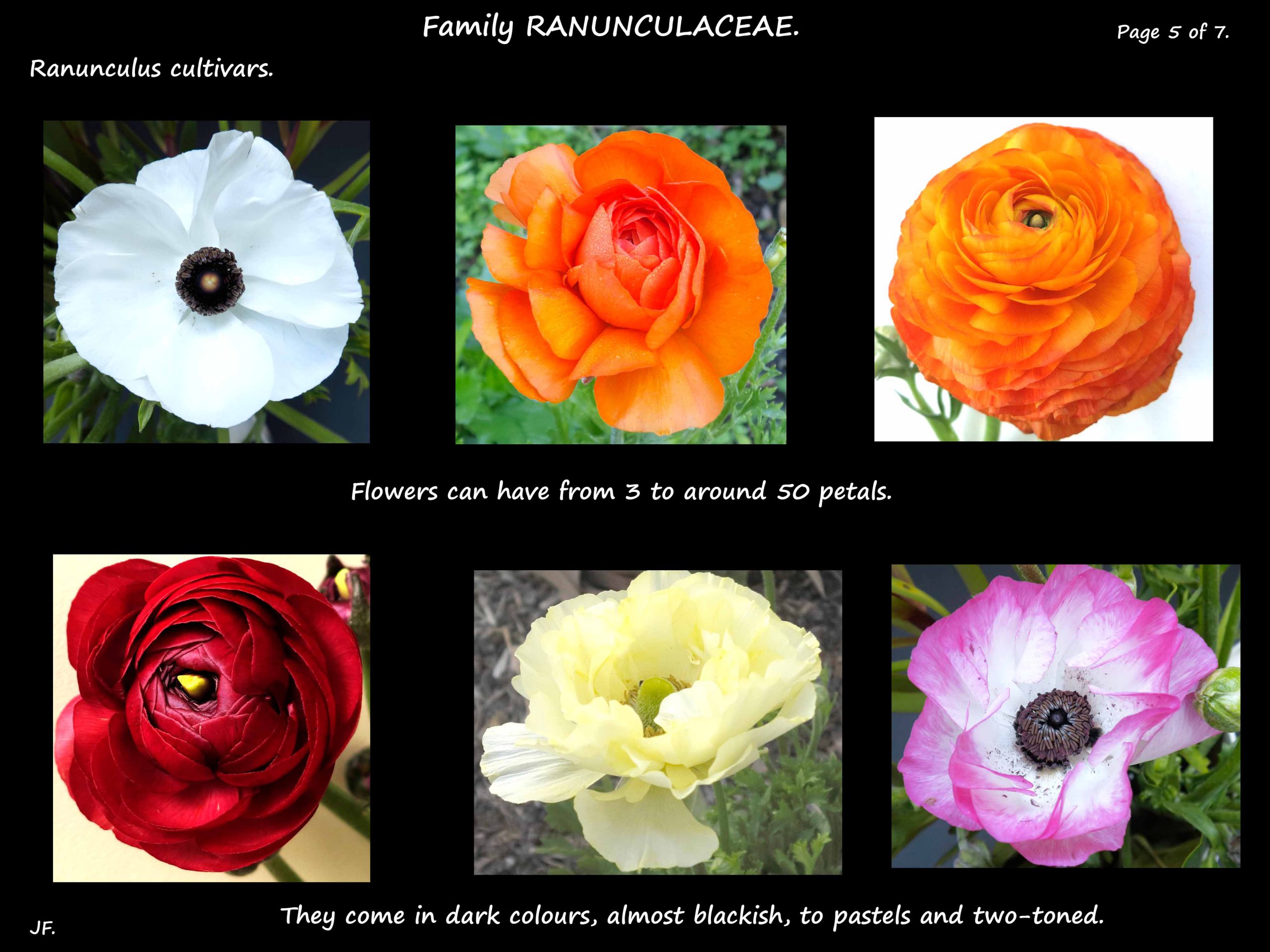 5 Ranunculus cultivar colours